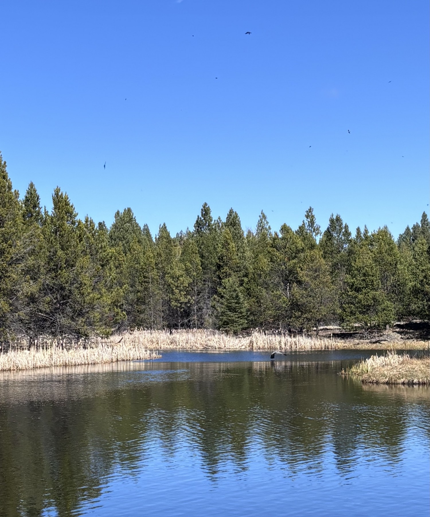 Blue Heron on Aspen Lake; Sunriver, Oregon