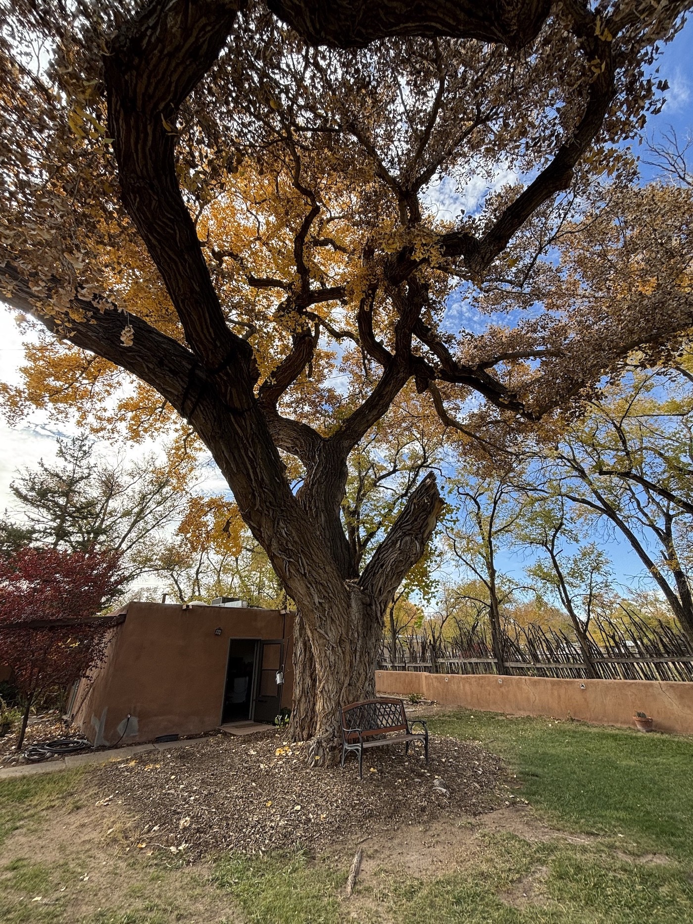 Trinity Tree: Tepeyac House; Albuquerque, NM